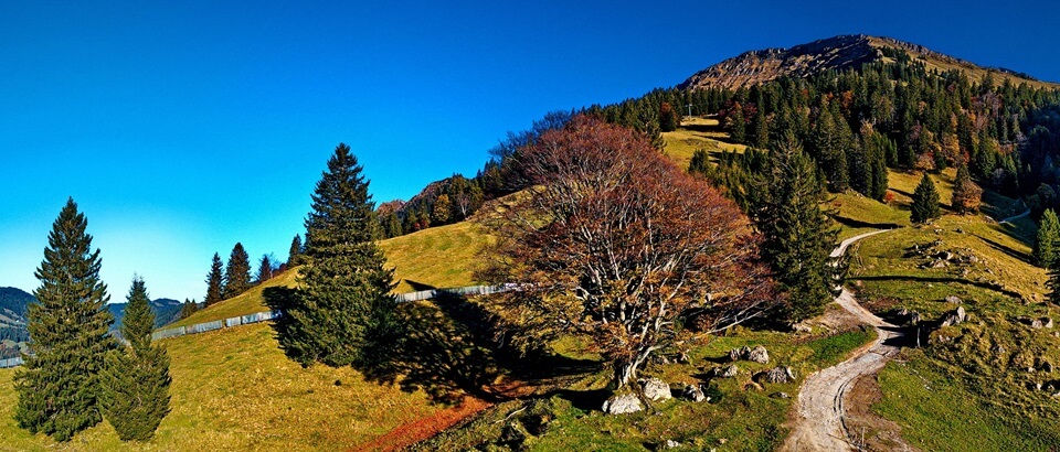 Weg mit Baum zum Hochgrat – Nagelfluhkette. Baum könnte Ihr Lebensbaum, Weg Ihr Lebensweg sein: Lebenscoaching.
