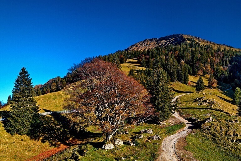 Weg mit Baum zum Hochgrat – Nagelfluhkette. Baum könnte Ihr Lebensbaum, Weg Ihr Lebensweg sein: zum Lebenscoaching.